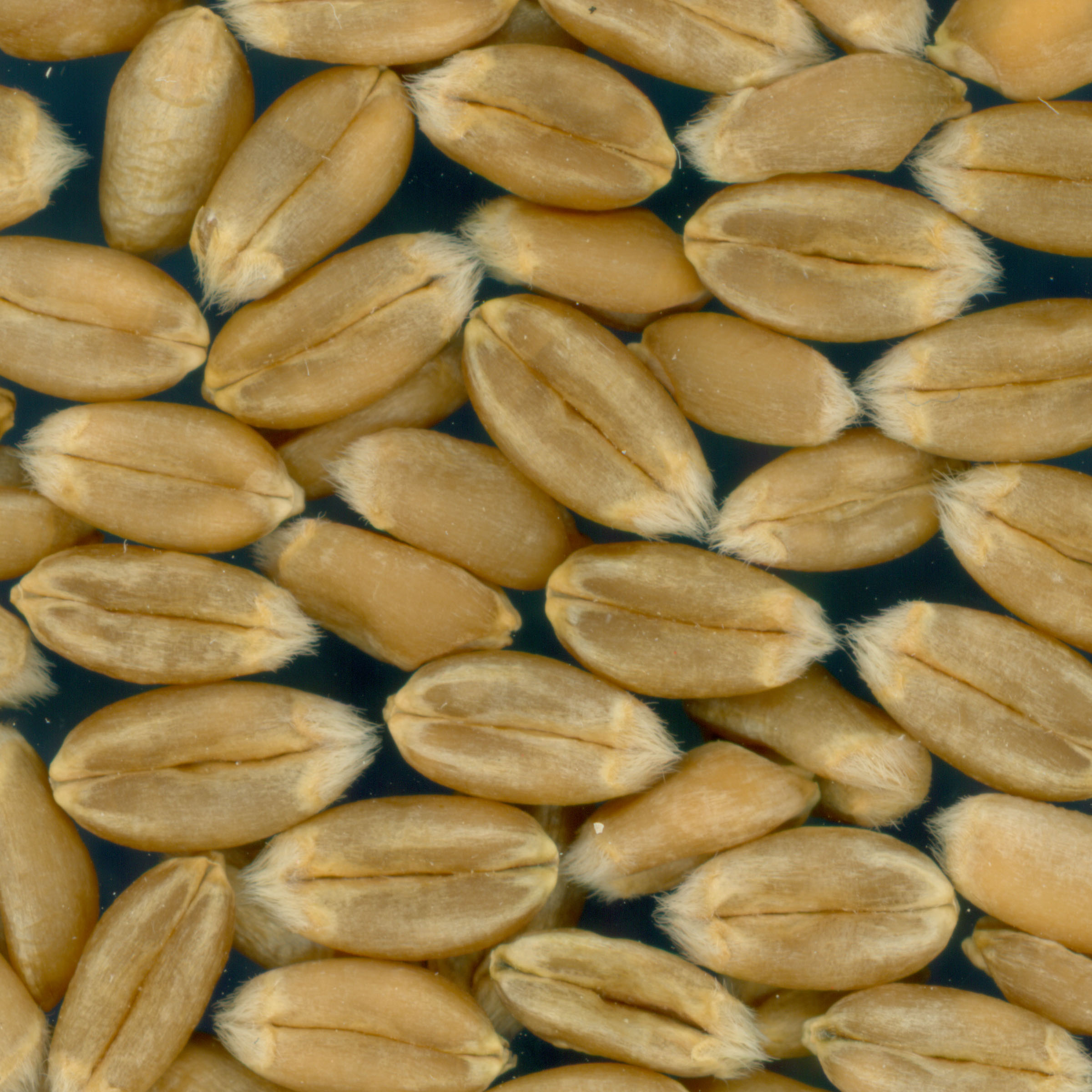 KERNELS
